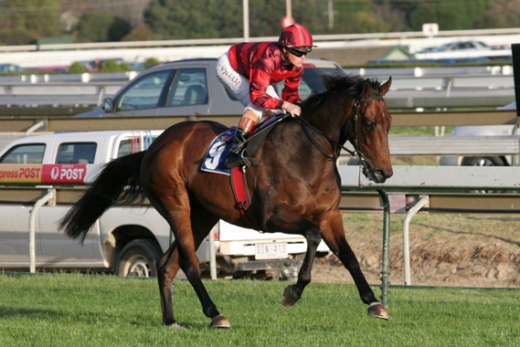 Growl (NZ) - the son of Montjeu will contest this evening's Group Three Launceston Cup